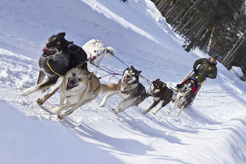 Husky best sale dog ride