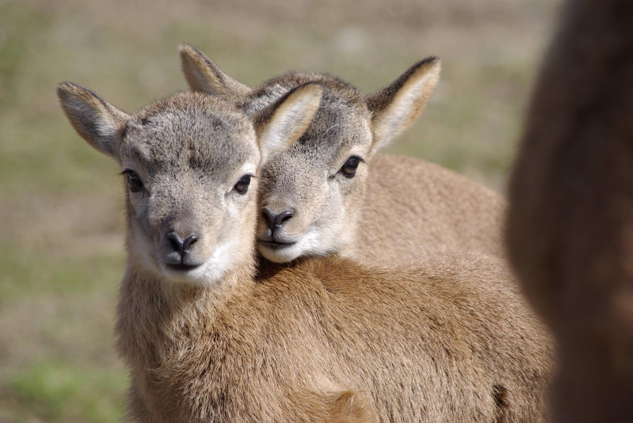 Parc Animalier De Merlet Les Houches Vallee De Chamonix Chamonix Net